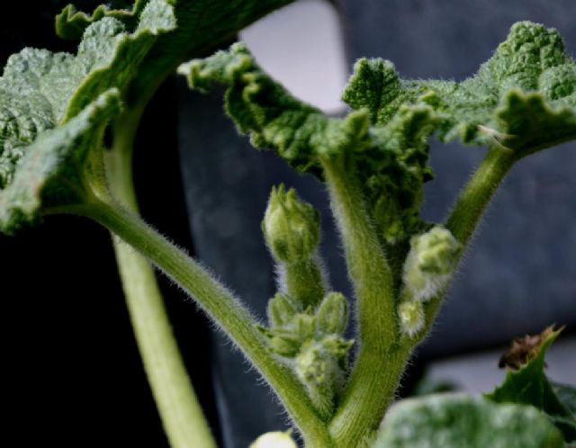 Ecballium elaterium / Ccomero asinino (Cucurbitaceae)